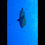 Video-Rotate-&-Flip-l’app-gratuita-per-iOS-per-ruotare-i-video-dal-vostro-iPhone-2