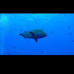 Video-Rotate-&-Flip-l’app-gratuita-per-iOS-per-ruotare-i-video-dal-vostro-iPhone-3